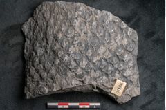 Foto (Detailansicht) von Lepidodendron sp.  (NHMW-GEO-2024-0188-11166)
